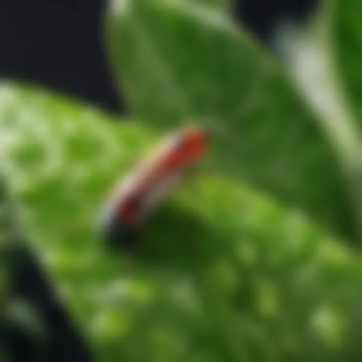 Identifying Common Bugs Illustration of Common Indoor Plant Pests