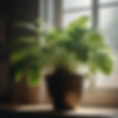 Hydrating Indoor Plant with Mist Indoor plant being gently misted with water for hydration