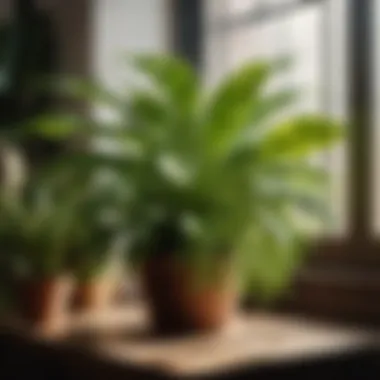 Ensuring Plant Health and Beauty Illustration of Indoor Plants Protected from Bugs by Spray
