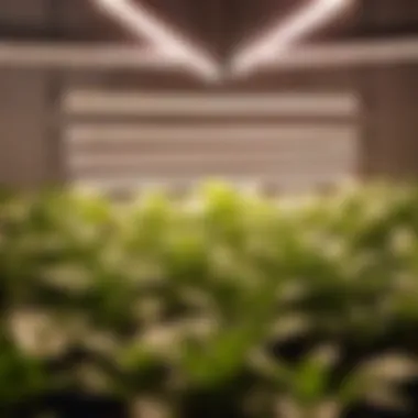 Sustainable LED grow light on Amazon