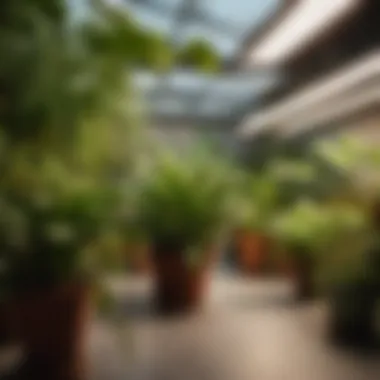 Variety of indoor plants thriving under grow lights