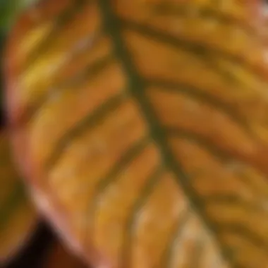 Close-up of brown spots on indoor plant leaves