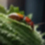Botanical Pest Control for Indoor Plants