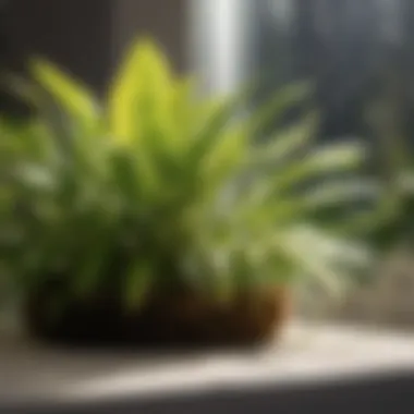 Integrated Pest Management Integrated Pest Management Techniques for Indoor Plants