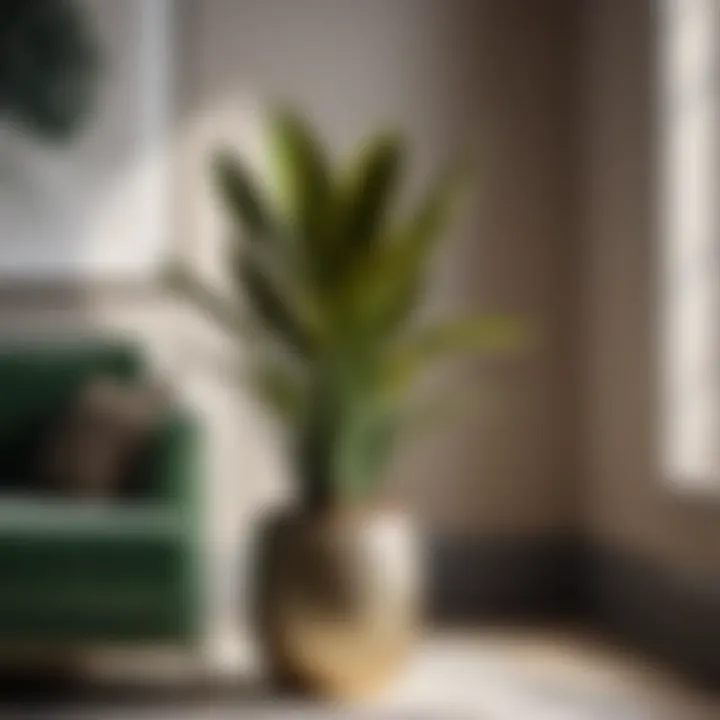 Chic Snake Plant sleek snake plant in a stylish urban apartment