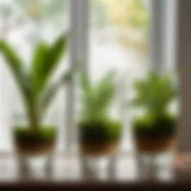 Variety of indoor plants growing in separate glass vases filled with water