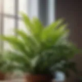 Verdant Wonder Bushy Indoor Plant Elegant Foliage of Verdant Wonder