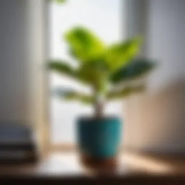 Vibrant Fiddle Leaf Fig in a Modern Pot