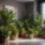 Diverse Indoor Plant Selection Variety of indoor plants on display